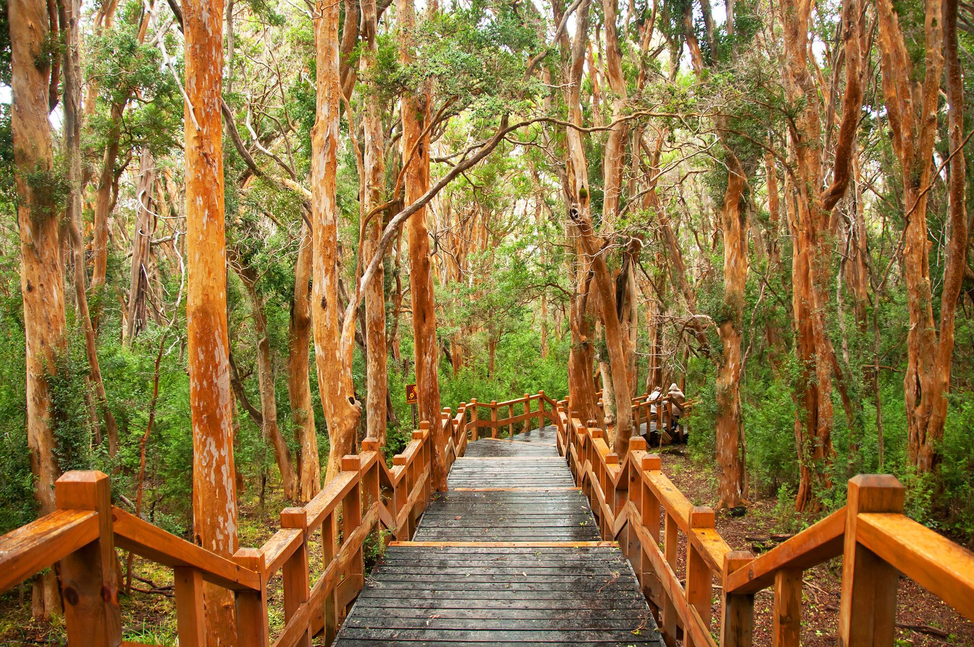 como-ir-al-bosque-de-arrayanes-desde-bariloche_467_202011121122310